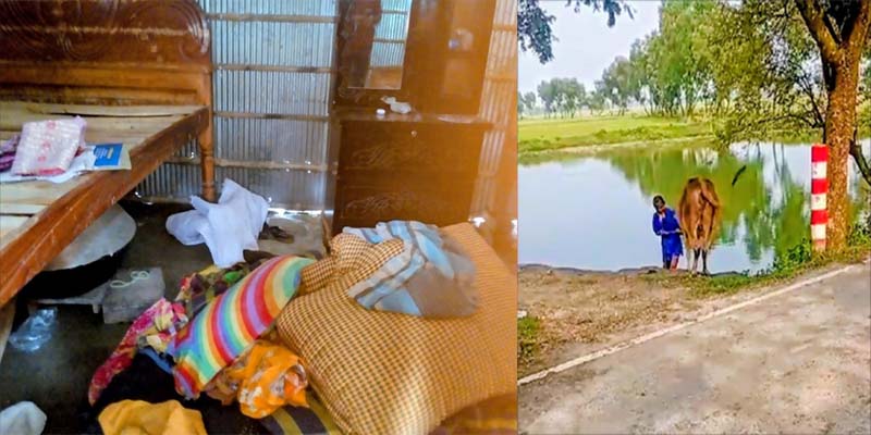 তালাকের নোটিশের পর শ্বশুরবাড়িতে তুলকালাম, গরু নিয়ে গেল জামাইপক্ষ!