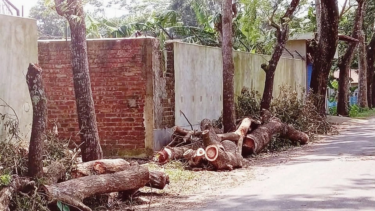 বিয়ানীবাজারে সামাজিক বনায়নের গাছ কাটার অভিযোগ বিয়ানীবাজারে সামাজিক বনায়নের গাছ কাটার অভিযোগ