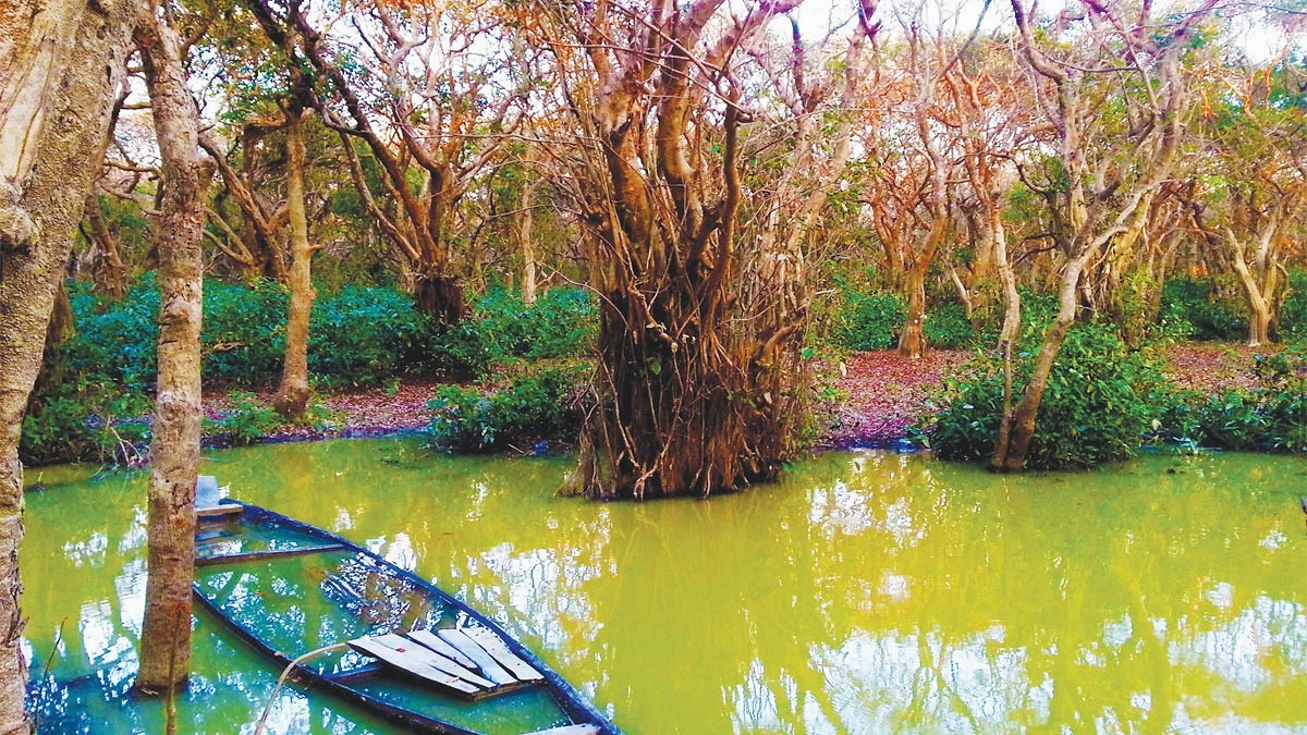 বিপন্ন জলাবন রাতারগুল বিপন্ন জলাবন রাতারগুল