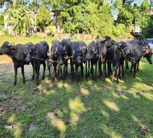 গোয়াইনঘাটে পুলিশের বিশেষ অভিযানে ভারতীয় মহিষ উদ্ধার