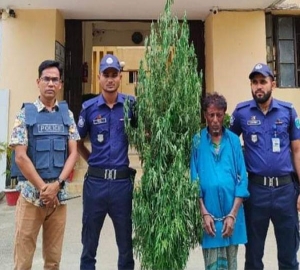 গোয়াইনঘাটে গাঁজার গাছসহ গ্রেফতার মিজান পাগলা