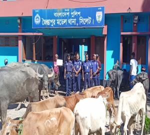 জৈন্তাপুরে পুলিশের অভিযানে ভারতীয় গরু-মহিষ ও চিনি সহ আটক -৪
