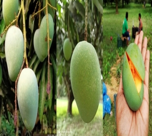 চলছে আমের মৌসুম যেভাবে চিনবেন ফরমালিনমুক্ত আম