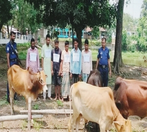 গরু চুরি করে গ্রেপ্তার কাউন্সিলরপুত্র, পলাতক যুবলীগ নেতা