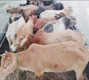 গোয়াইনঘাটে ভারতীয় গরুর চালান আটক