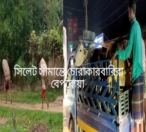 প্রশাসনকে ‘ম্যানেজ’ করে সিলেট সীমান্তে চোরাকারবারিরা বেপরোয়া