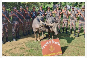 বড়লেখা সীমান্তে ভারতীয় মহিষ আটক