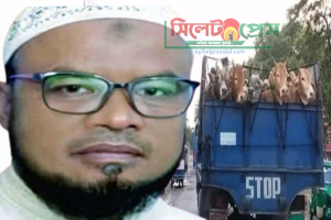 সিলেটে গোলাম হোসেনের নেতৃত্বে কোরবানির পশুর হাটে ভারতীয় গরু!