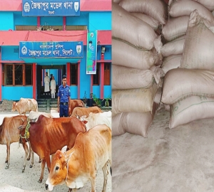 জৈন্তাপুরে ভারতীয় চিনি ও গরু আটক