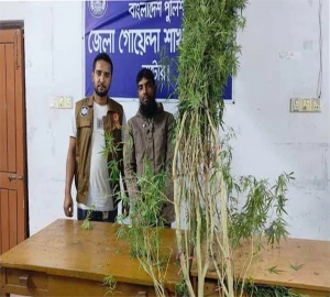 গাঁজার গাছসহ বাড়ির মালিক গ্রেফতার