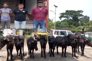 সিলেটে ডিবি পরিচয়ে মহিষভর্তি ট্রাক ছিনতাই, আটক ৩