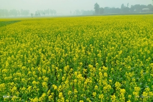 সংসারের ভোজ্য তেলের চাহিদা পূরণের জন্য সরিষা চাষে ঝুঁকেছে কৃষক