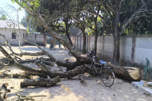 মাদ্রাসা কর্তৃপক্ষের বিরুদ্ধে গাছ কাটার অভিযোগ