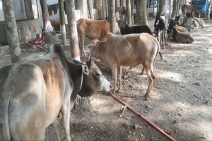সিলেটে সোয়া কোটি টাকার পণ্য জ ব্দ