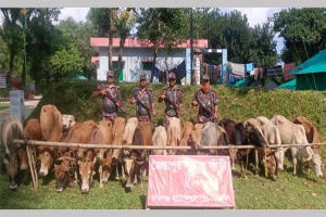 জৈন্তাপুরে ভারতীয় চো রা ই ২১ গরু জ ব্দ