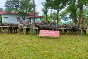 জৈন্তাপুরে বিজিবির বিশেষ অভিযানে ৬৭ টি ভারতীয় মহিষ আটক