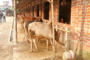 সিলেট থেকে কেনা ৩ কুরবানির গরু ছিনতাই