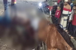 ঠাকুরগাঁওয়ে গরুর মাংসের নামে ঘোড়ার মাংস বিক্রির চেষ্টা, পলাতক কসাই